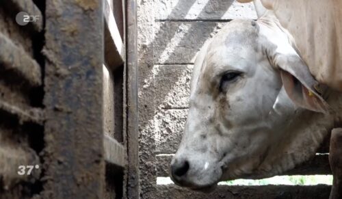 Die Sendung 37° vom 18. Februar thematisiert u.a. internationale Tiertransporte. (Screenshot der Sendung des ZDF)