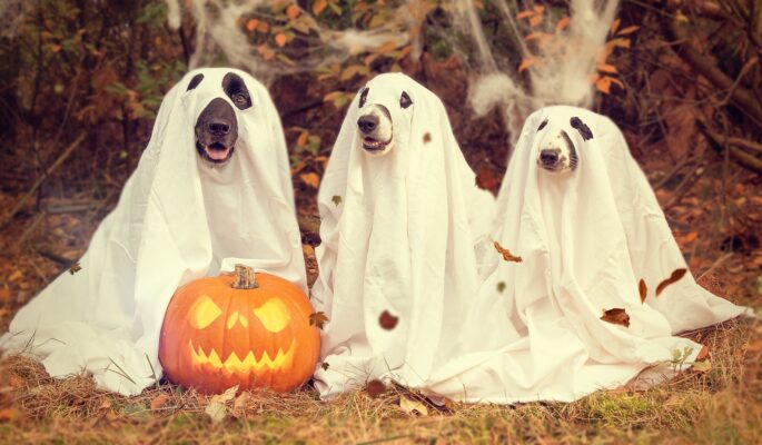 Am 31. Oktober wird traditionell Halloween gefeiert. (Foto: Pixabay)