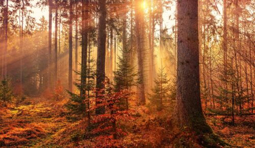In den kommenden fünf Jahren entsteht durch gabor in Sachsen ein neuer Mischwald. (Foto: Johannes Plenio)