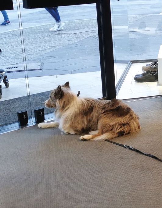 Der Hund Kuno, benannt nach dem
Gründer Kuno Haas, bewacht den Laden. (Foto: Redaktion)