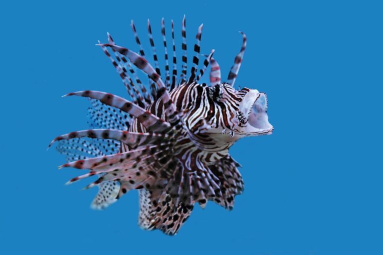 Der Feuerfisch hat sich an der gesamten Westatlantikküste ausgebreitet und gefährdet als gefräßiger Jäger die Artenvielfalt. (Foto: Inversa)