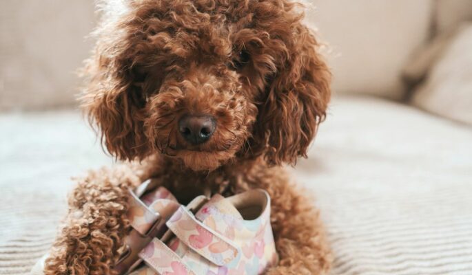 Sandra Seibt konzipierte mit einem Schuhladen eine Valentinstagskampagne. Star des Shootings war ein Hund, der viele Kundinnen und Kunden in das Geschäft lockte. (Foto: Sandra Seibt)